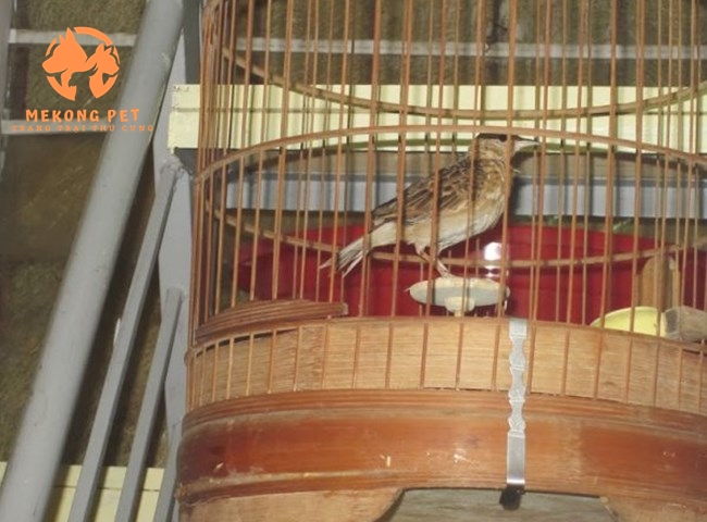 Lồng nuôi chim sơn ca rất đơn giản, giá rẻ